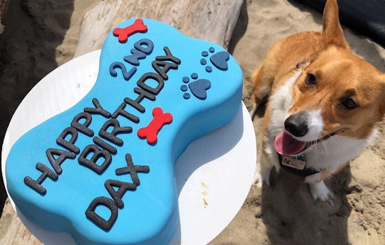 Dog-friendly bakery relocates to Potrero Hill