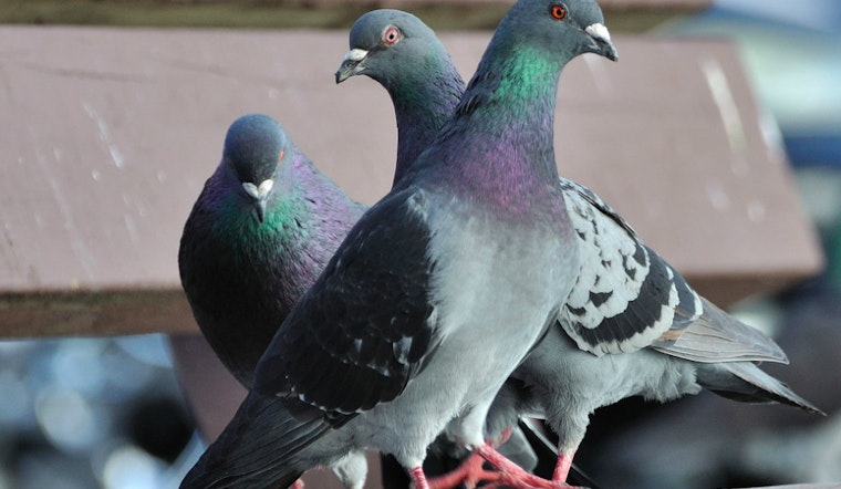 Get Your Tweets, Tips, Photos And More Published On Hoodline