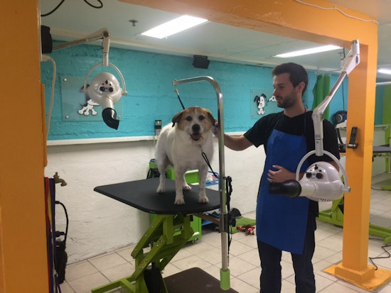 New Groomer Pupology Brings Fresh Approach To North Beach