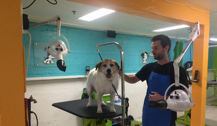 New Groomer Pupology Brings Fresh Approach To North Beach
