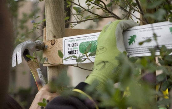 Friends Of The Urban Forest Heads To The Inner Sunset