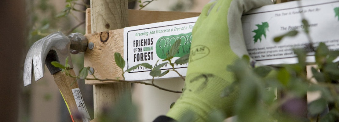 Friends Of The Urban Forest Heads To The Inner Sunset