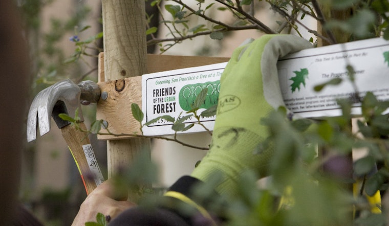 Friends Of The Urban Forest Heads To The Inner Sunset