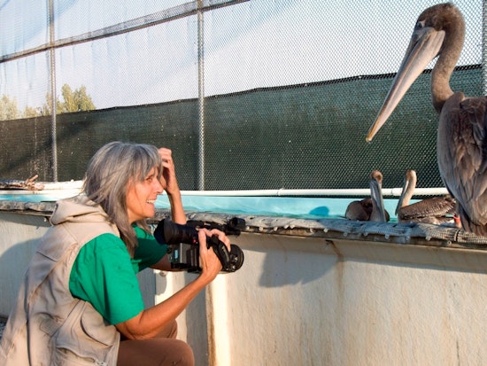 Exploratorium To Screen 'Pelican Dreams' Thursday Night