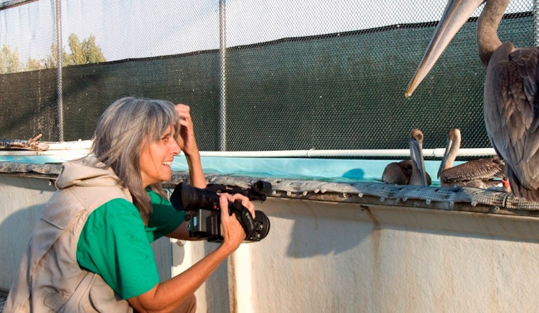 Exploratorium To Screen 'Pelican Dreams' Thursday Night