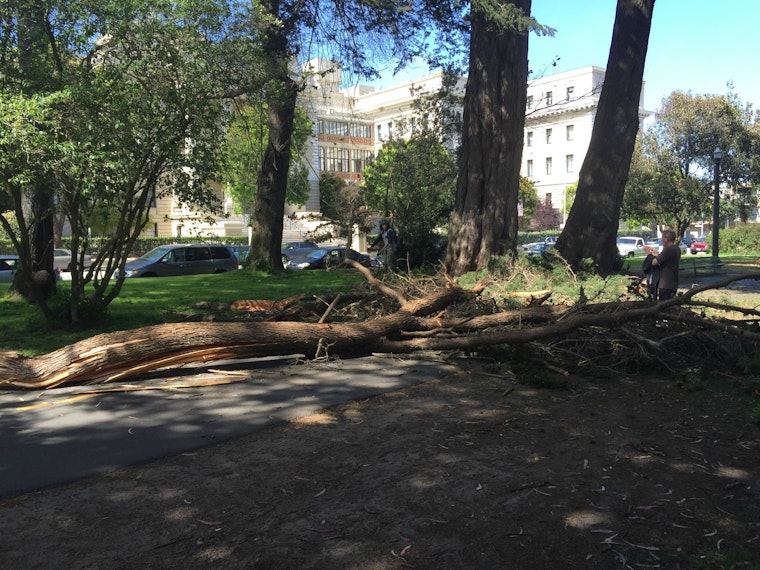 Photo: Huge Panhandle Tree Branch Falls Onto Path