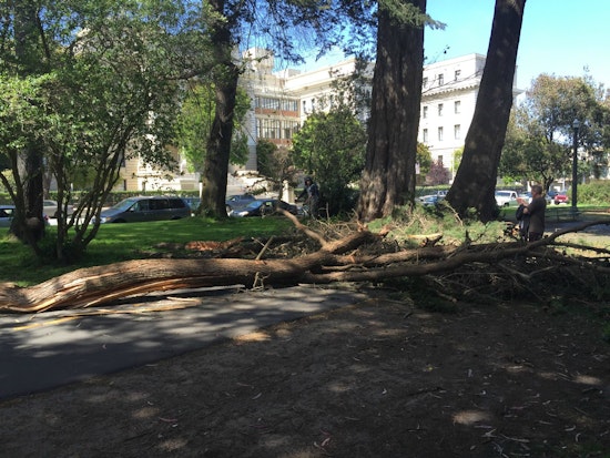 Photo: Huge Panhandle Tree Branch Falls Onto Path