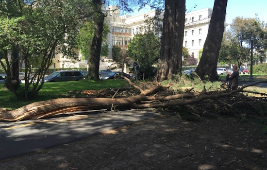 Photo: Huge Panhandle Tree Branch Falls Onto Path