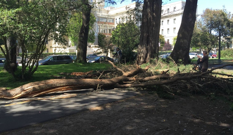 Photo: Huge Panhandle Tree Branch Falls Onto Path