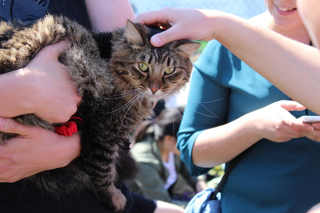 Felines convene for Caturday in Dolores Park