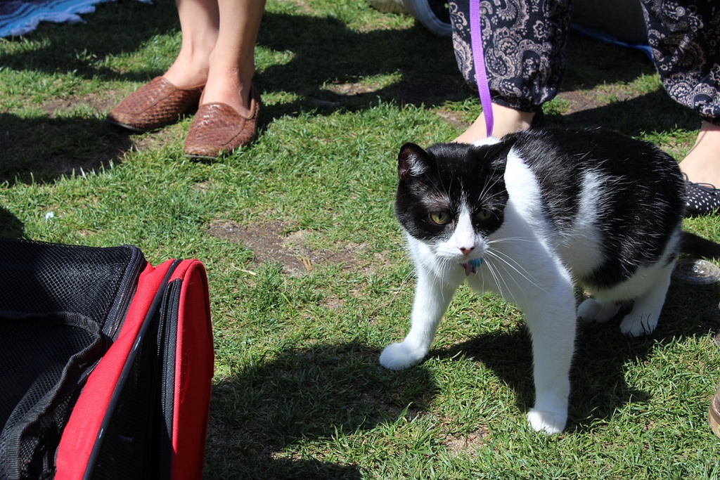 Felines convene for Caturday in Dolores Park