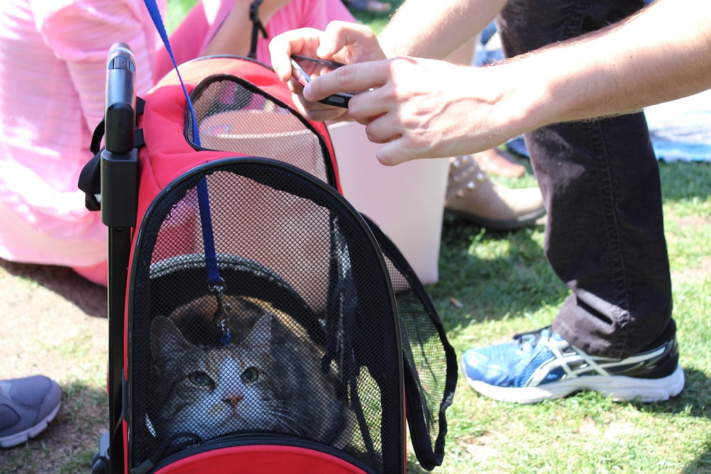 Felines convene for Caturday in Dolores Park